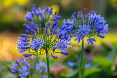 La clé pour une floraison abondante des agapanthes l'année prochaine se trouve en octobre