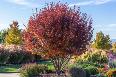 Le cornouiller, un arbre d'ornement pour transformer votre jardin cet automne