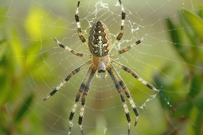 Les araignées et leur choix de domicile : que révèle leur présence chez vous ?