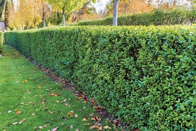 pourquoi votre jardin a besoin d'une nouvelle haie cet automne